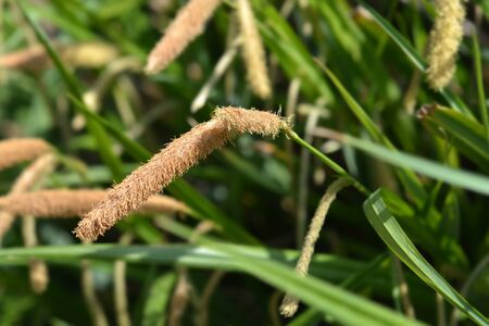 Japanese Grass Sedge - Latin name - Carex morrowii