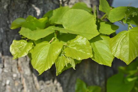 Small-leaved lime leaves - Latin name - Tilia cordataの写真素材