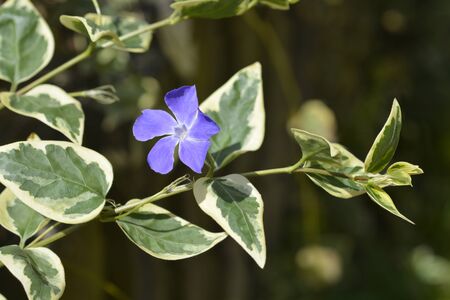 Lesser Periwinkle Variegata - Latin name - Vinca minor Variegataの写真素材