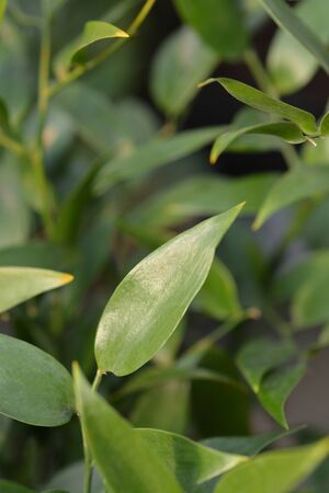 Alexandrian laurel - Latin name - Danae racemosaの写真素材