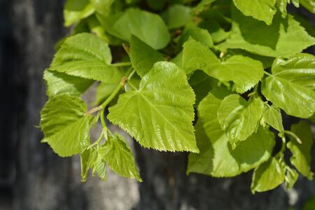 Small-leaved lime leaves - Latin name - Tilia cordata