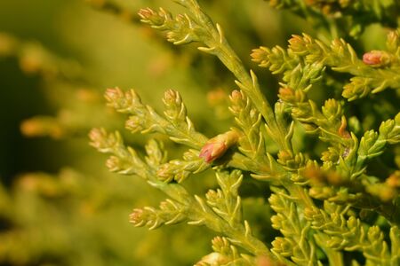 Dwarf golden oriental thuja - Latin name - Platycladus orientalis Aurea Nana (Thuja orientalis Aurea...