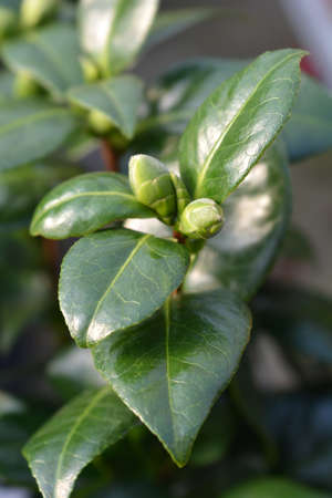 Camellia Dahlonega - Latin name - Camellia japonica Dahlonegaの写真素材