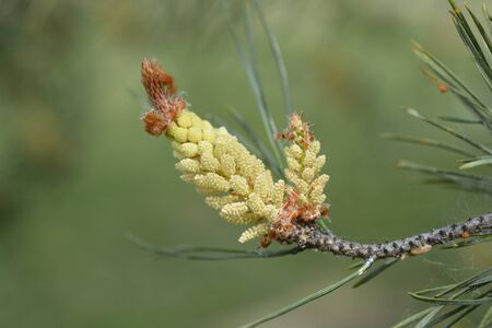 Eastern white pine - Latin name - Pinus strobus