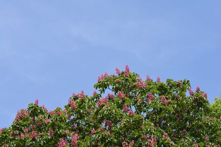 Red horse chestnut - Latin name - Aesculus x carneaの写真素材