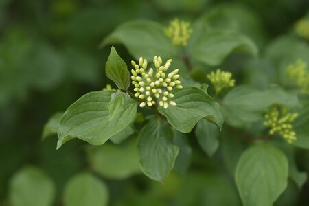 Common Dogwood - Latin name - Cornus sanguineaの写真素材