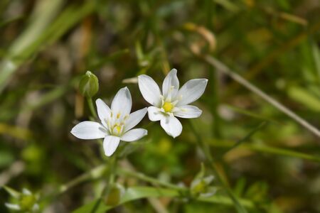 Garden star-of-Bethlehem flower - Latin name - Ornithogalum umbellatum