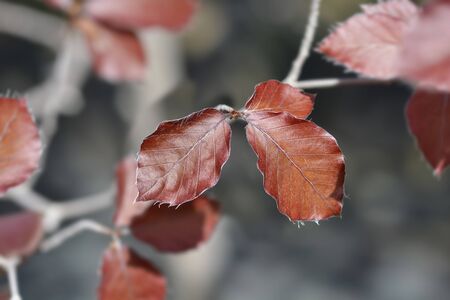 European Beech Dawyck Purple leaves - Latin name - Fagus sylvatica Dawyck Purple