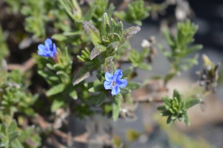 Scrambling gromwell blue flowers - Latin name - Glandora diffusa (Lithodora diffusa)の写真素材