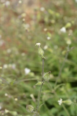 Unusual campion - Latin name - Silene paradoxaの写真素材