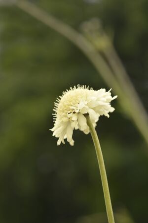 Giant scabious - Latin name - Cephalaria giganteaの写真素材