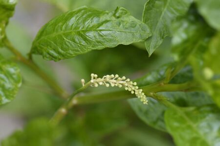 American pokeweed - Latin name - Phytolacca americanaの写真素材