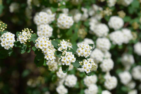 Van Houttes spiraea - Latin name - Spiraea x vanhouttei