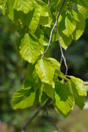 Weeping Beech - Latin name - Fagus sylvatica Pendula