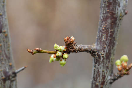 Plum tree Santa Rosa branch - Latin name - Prunus domestica Santa Rosa