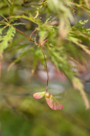 Japanese Maple Viridis - Latin name - Acer palmatum dissectum Viridisの写真素材