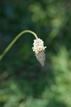Ribwort Plantain - Latin name - Plantago lanceolataの写真素材