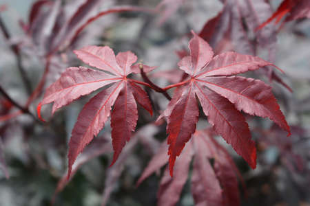 Japanese Maple Bloodgood - Latin name - Acer palmatum Bloodgoodの写真素材