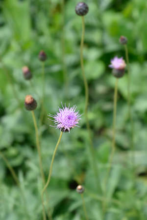 Single-flowered sawwort - Latin name - Klasea lycopifolia (Serratula lycopifolia)の写真素材