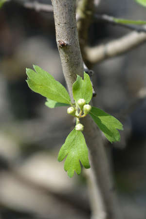 Crete hawthorn - Latin name - Crataegus azarolusの写真素材