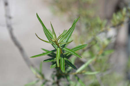 Sea buckthorn leaves - Latin name - Hippophae rhamnoidesの写真素材