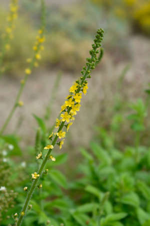 Common agrimony - Latin name - Agrimonia eupatoriaの写真素材
