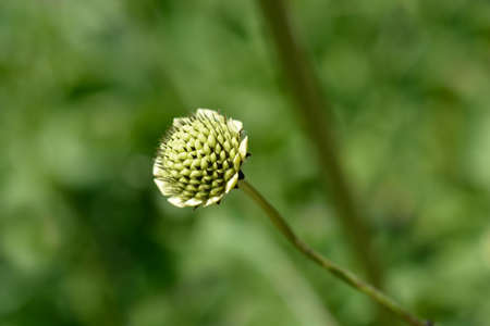 Giant scabious - Latin name - Cephalaria giganteaの写真素材