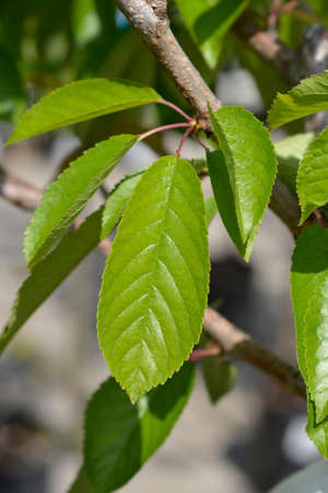 Sweet cherry tree Bigarreau Napoleon leaves - Latin name - Prunus avium Bigarreau Napoleon