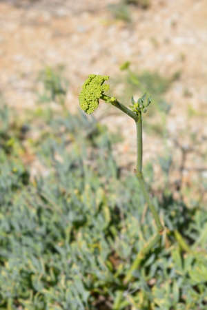 Sea fennel flowers - Latin name - Crithmum maritimumの写真素材
