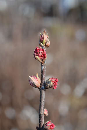 Arrowwood Dawn - Latin name - Viburnum * bodnantense Dawnの写真素材