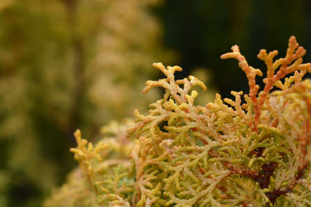 Hinoki cypress Lucas - Latin name - Chamaecyparis obtusa Lucas