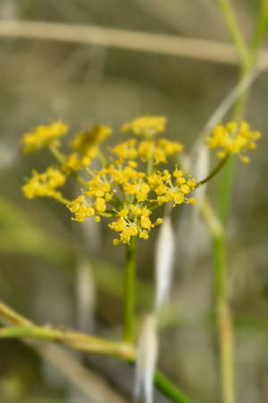 Common fennel yellow flowers - Latin name - Foeniculum vulgare