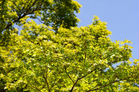 Japanese Maple - Latin name - Acer palmatum