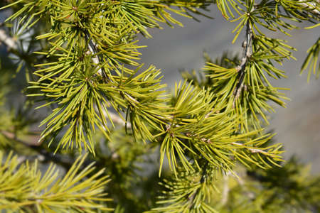 Sargentii Cedar of Lebanon - Latin name - Cedrus libani Sargentii