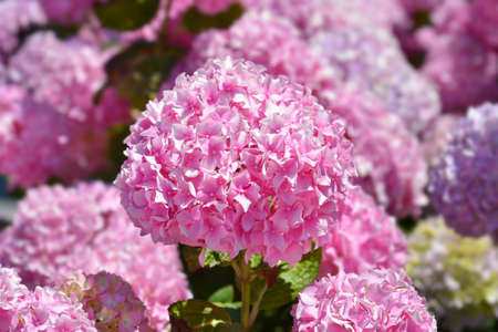 French hydrangea - Latin name - Hydrangea macrophylla