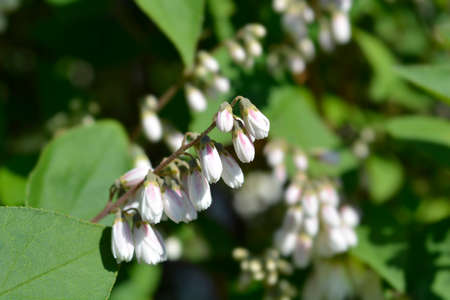 Fuzzy deutzia Flore Pleno - Latin name - Deutzia scabra Flore Pleno