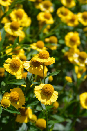 Common sneezeweed - Latin name - Helenium autumnale