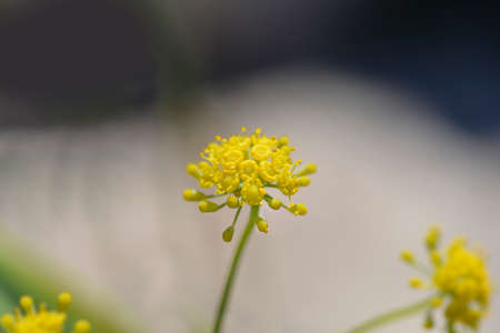 Common fennel yellow flowers - Latin name - Foeniculum vulgare