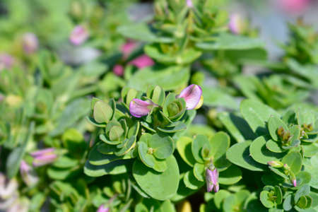 Myrtle-leaf milkwort - Latin name - Polygala myrtifoliaの写真素材