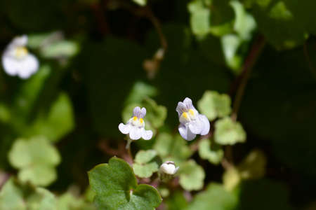 Kenilworth Ivy small flowers - Latin name - Cymbalaria muralis