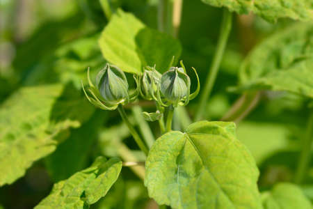 Hardy hibiscus - Latin name - Hibiscus moscheutosの写真素材