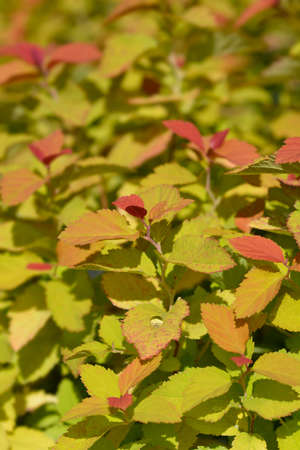 Japanese Spirea Double Play Big Bang - Latin name - Spiraea japonica Double Play Big Bang
