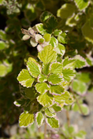 Swedish ivy Marginatus - Latin name - Plectranthus forsteri Marginatus