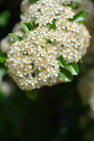 Scarlet firethorn flowers Latin name Pyracantha coccinea