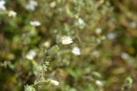White campion flower Latin name ]Silene latifolia subsp. alba