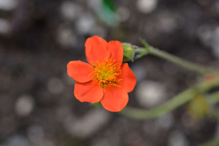 Dwarf orange avens flower - Latin name - Geum coccineumの写真素材