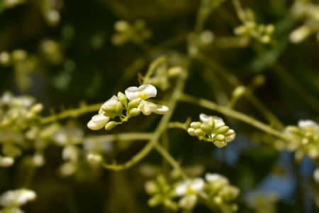 Weeping Japanese pagoda tree flowers - Latin name - Sophora japonica pendulaの写真素材