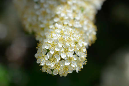 Scarlet firethorn flowers - Latin name - Pyracantha coccinea