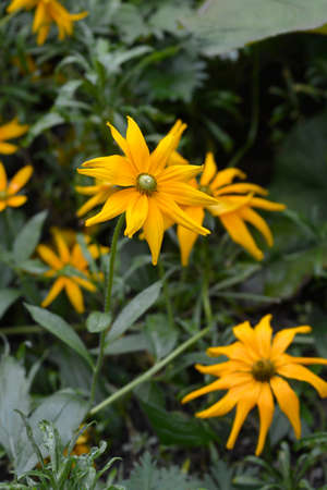 Gloriosa Daisy Irish Eyes - Latin name - Rudbeckia hirta Irish Eyes