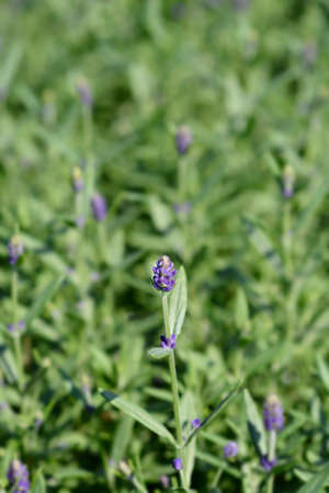 Common lavender leaves - Latin name - Lavandula angustifolia (Lavandula officinalis)の写真素材